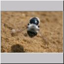 Andrena vaga - Weiden-Sandbiene -06- w25 13mm.jpg